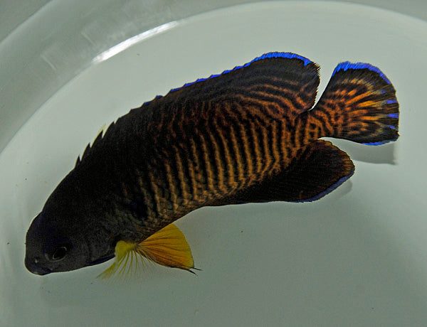 Centropyge bispinosa (Tiger tail)
