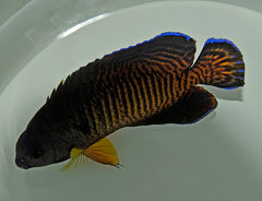 Centropyge bispinosa (Tiger tail)