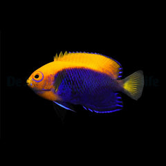 Centropyge acanthops