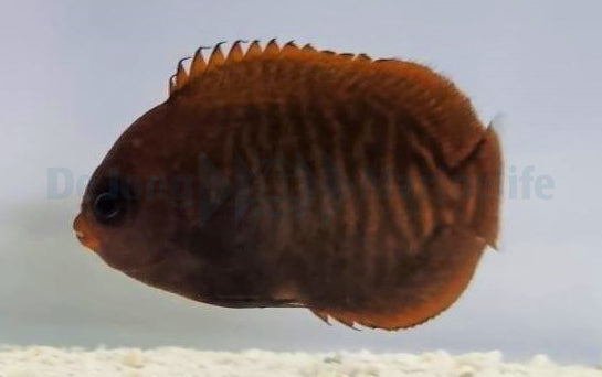 Centropyge aurantia - T.B.