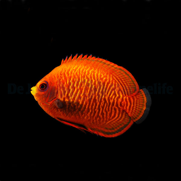 Centropyge aurantia