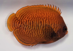 Centropyge aurantia