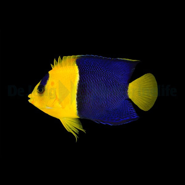 Centropyge bicolor (Fiji)