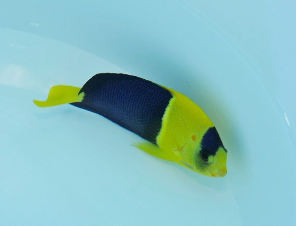 Centropyge bicolor (Fiji)