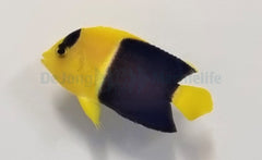 Centropyge bicolor