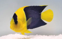 Centropyge bicolor