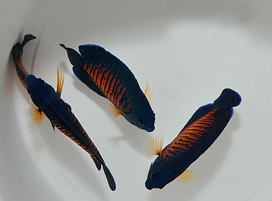 Centropyge bispinosa (Fiji)