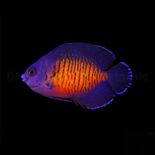 Centropyge bispinosa (Fiji)
