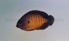 Centropyge bispinosa - T.B.