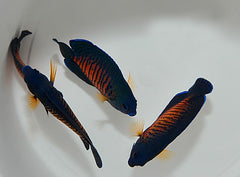 Centropyge bispinosa (Fiji)