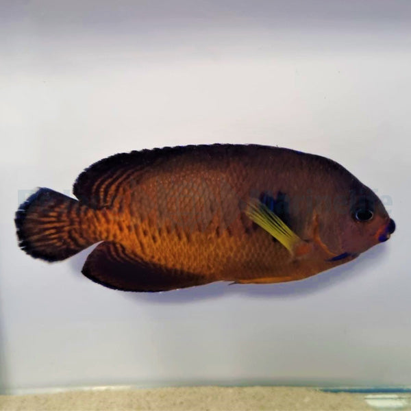 Centropyge bispinosa (Tiger tail)