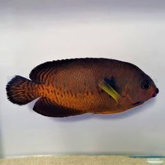 Centropyge bispinosa (Tiger tail)