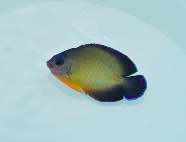 Centropyge bispinosa (Fiji)