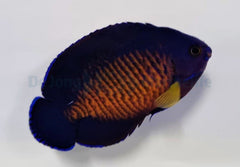 Centropyge bispinosa
