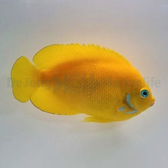 Centropyge cocosensis