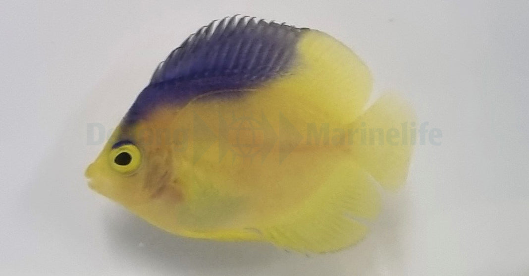 Centropyge colini - T.B.