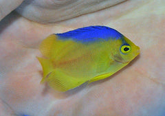 Centropyge colini - T.B.