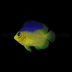 Centropyge colini - T.B.