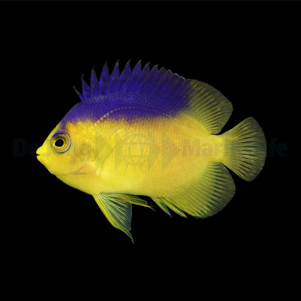 Centropyge colini