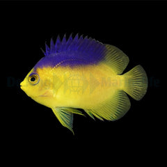 Centropyge colini