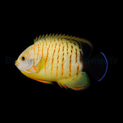 Centropyge eibli