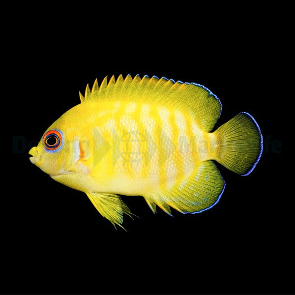 Centropyge eibli (Tigerpyge) - T.B.