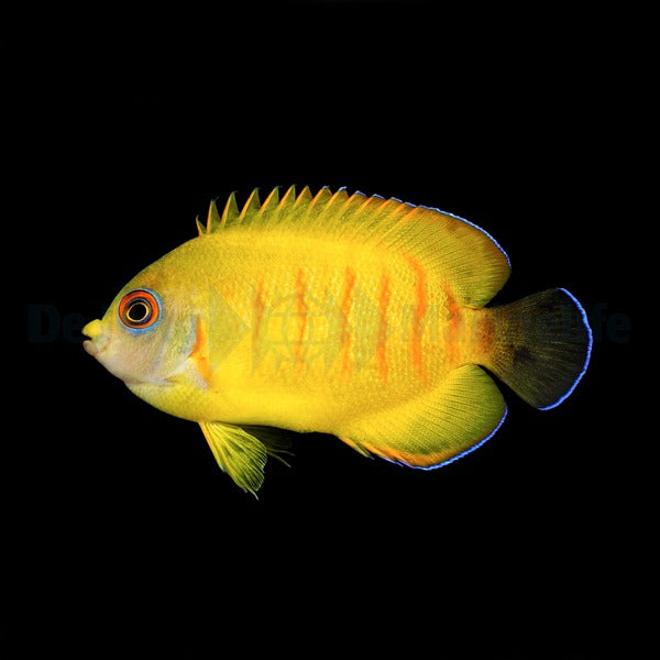 Centropyge eibli (Tigerpyge) - T.B.