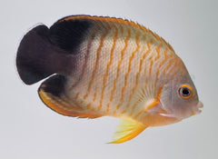 Centropyge eibli