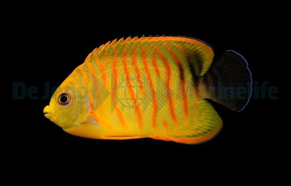 Centropyge eibli (Tigerpyge)