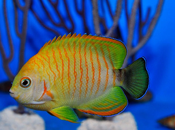 Centropyge eibli (Tigerpyge)