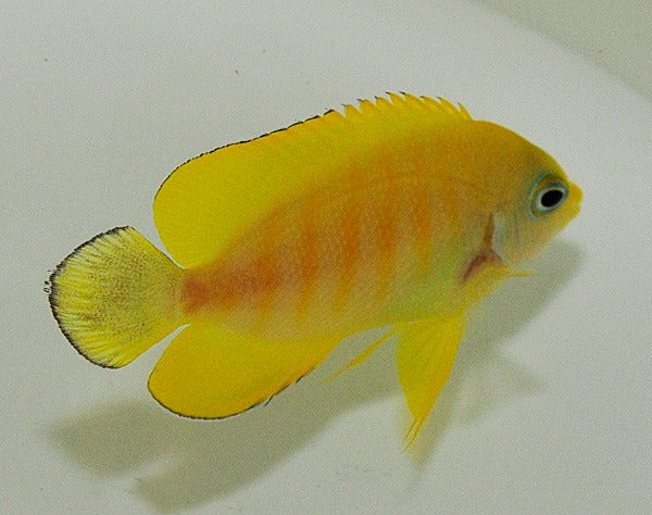 Centropyge eibli (Tigerpyge)