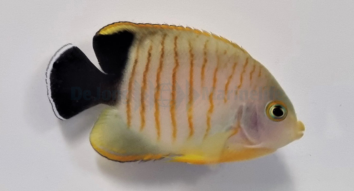Centropyge eibli