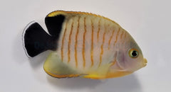 Centropyge eibli