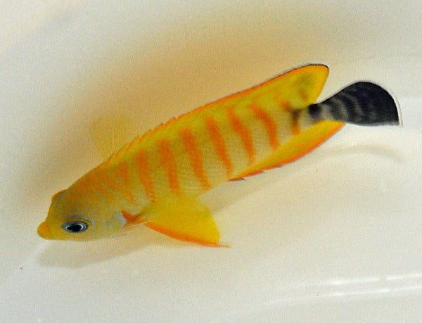 Centropyge eibli (Tigerpyge)
