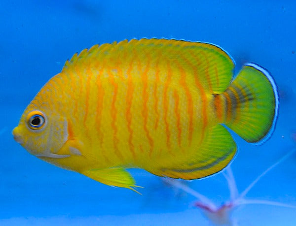 Centropyge eibli (Tigerpyge)