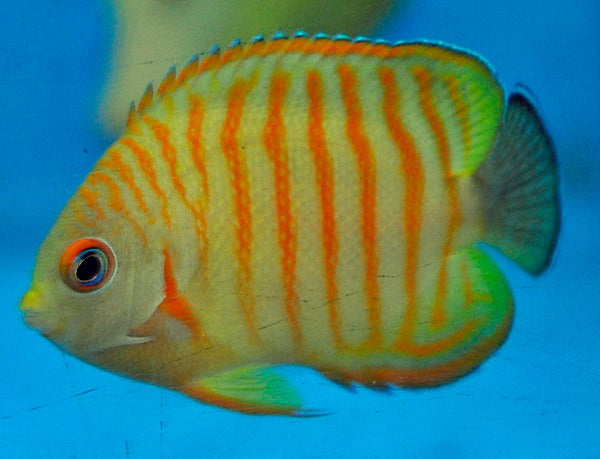 Centropyge eibli (Tigerpyge)