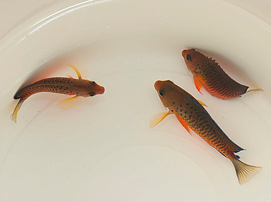 Centropyge ferrugata