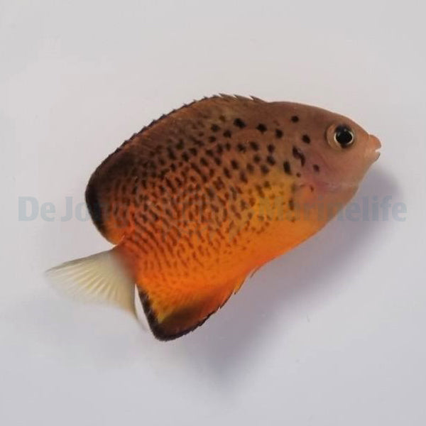 Centropyge ferrugata