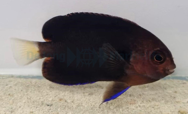 Centropyge flavicauda