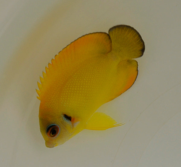 Centropyge hybrid (flavissima/vrolikii)