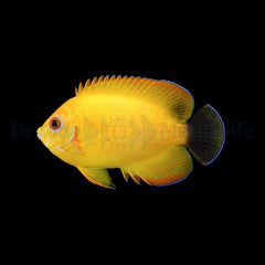 Centropyge flavissima (Hybrid) - T.B.
