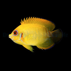 Centropyge flavissima (Hybrid)