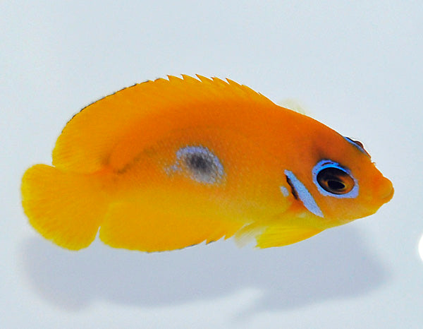 Centropyge flavissima