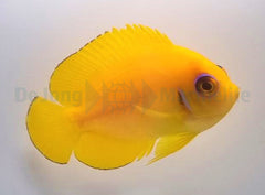 Centropyge flavissima