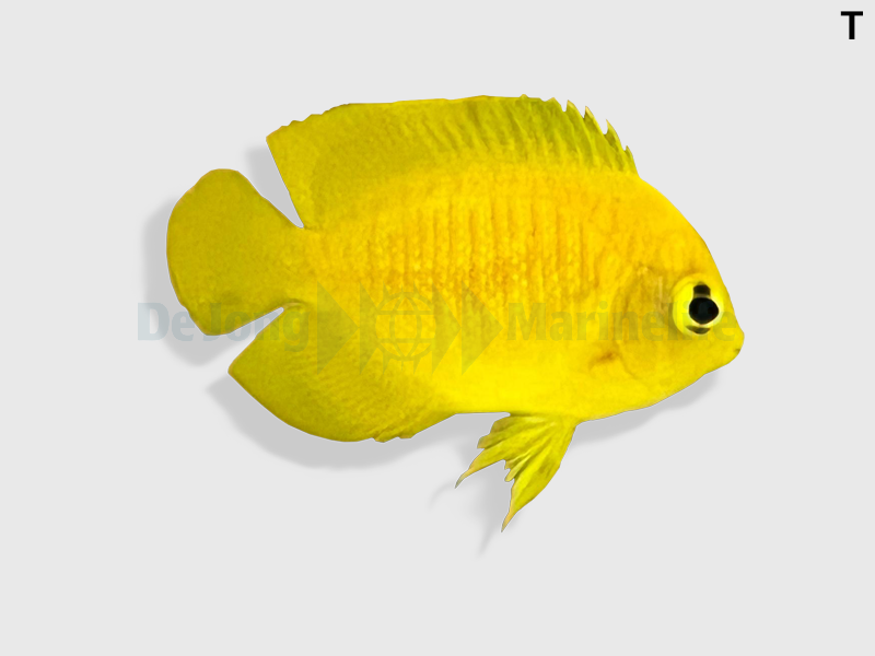 Centropyge heraldi