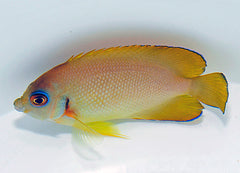 Centropyge hybrid (flavissima/vrolikii)