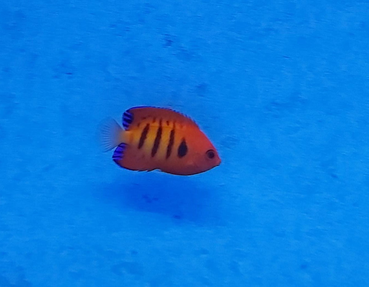 Centropyge loricula