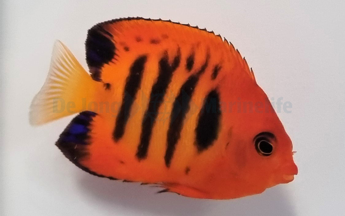 Centropyge loricula