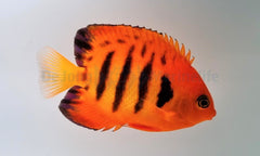 Centropyge loricula