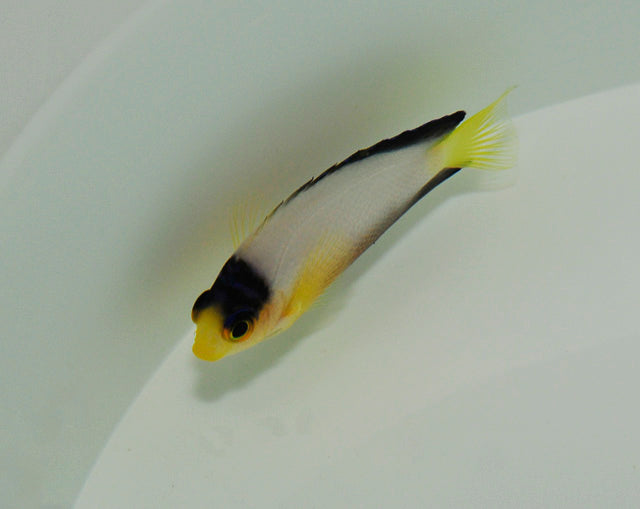 Centropyge multicolor